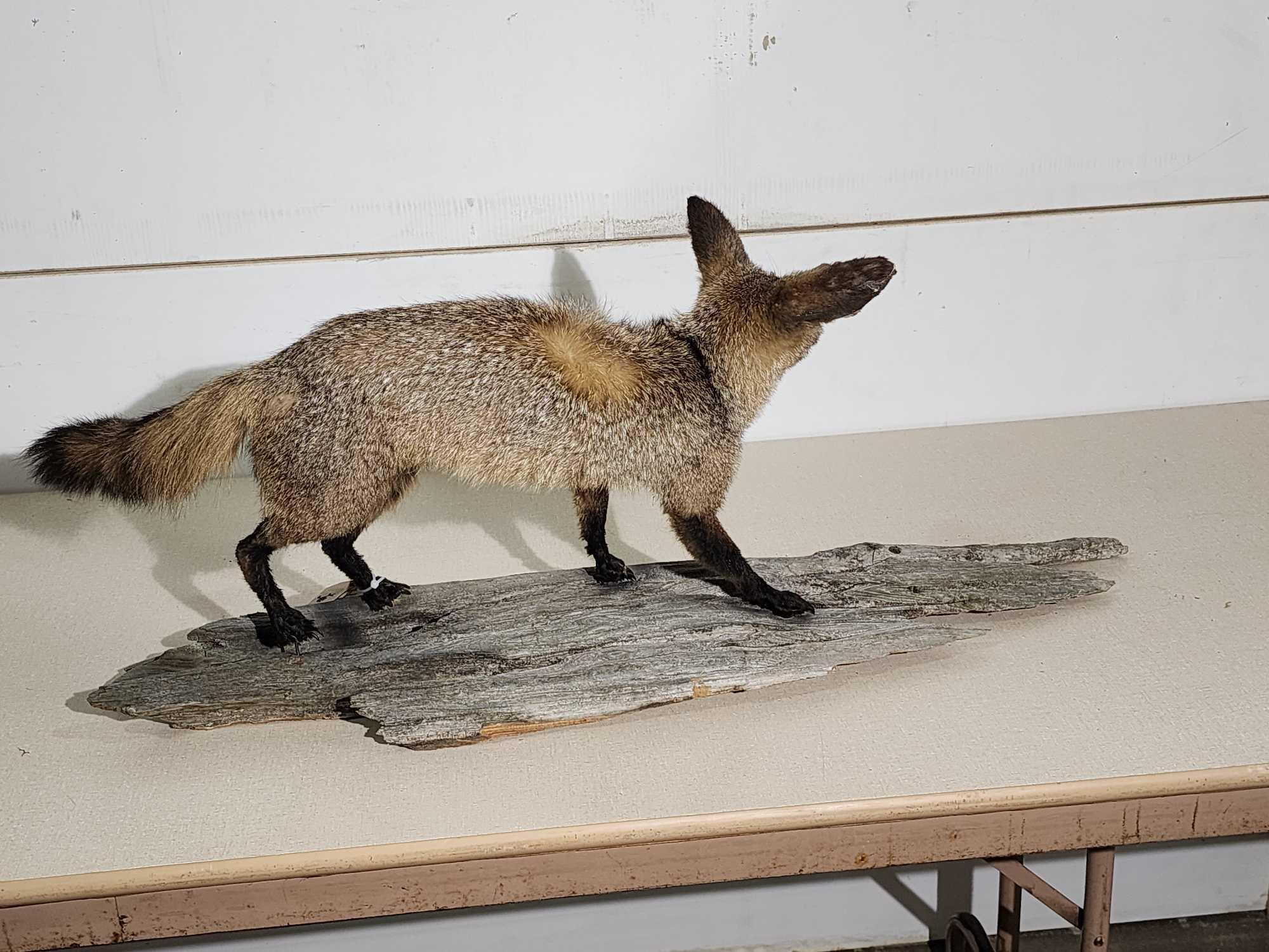 African Bat Eared Fox Full Body Taxidermy Mount