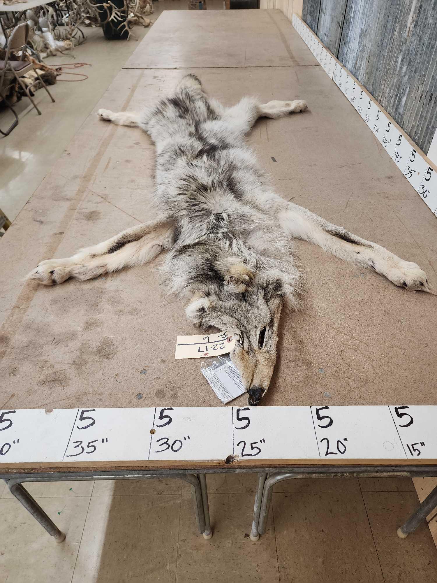 Soft Tanned Canadian Grey Wolf Fur Taxidermy