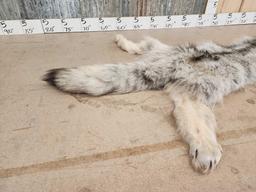 Soft Tanned Canadian Grey Wolf Fur Taxidermy