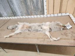 Soft Tanned Canadian Grey Wolf Fur Taxidermy