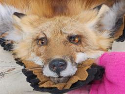 Red Fox Rug Taxidermy