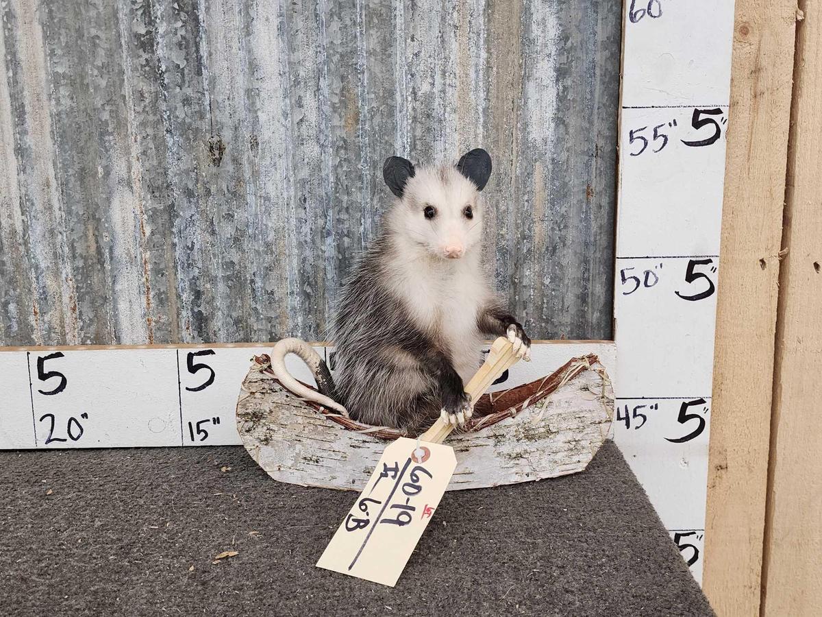 Baby Opossum In A Birch Bark Canoe Taxidermy