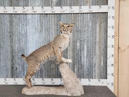 Bobcat Full Body Taxidermy Mount