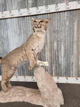 Bobcat Full Body Taxidermy Mount