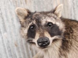 Raccoon Raiding A Bait Bucket Taxidermy