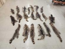 20 Soft Tanned Raccoon Furs Taxidermy