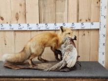 Red Fox With Pheasant Full Body Taxidermy Mount