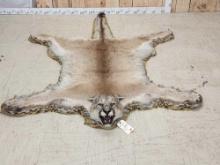 Vintage Mountain Lion Cougar Rug Taxidermy