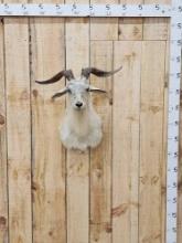 Catalina Goat Shoulder mount Taxidermy