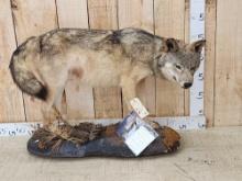 Canadian Wolf Full Body Taxidermy Mount