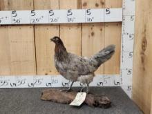 Exotic Chicken Full Body Taxidermy Mount