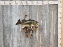 20" Largemouth Bass Real Skin Fish Taxidermy