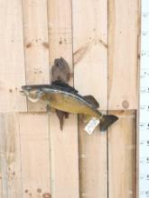 31" Walleye Real Skin Fish Taxidermy