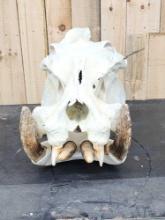 Hippopotamus Skull Taxidermy