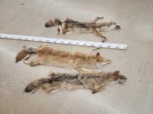 3 Soft Tanned Coyote Furs Taxidermy