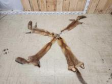 4 Red Fox Soft Tanned Furs Taxidermy