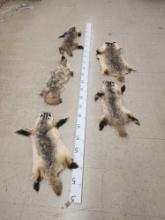 5 Tanned Badger Furs Taxidermy