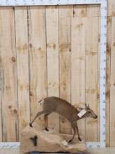 African Duiker Full Body Taxidermy Mount