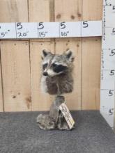 Raccoon Bust Table Top Pedestal Taxidermy