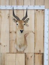 African Puku Shoulder Mount Taxidermy