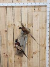 Pair Of Fighting Pheasants Bird Taxidermy