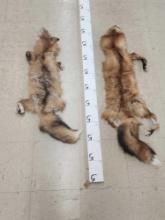 2 Soft Tanned Fox Furs Taxidermy