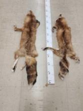2 Red Fox Furs Taxidermy