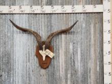 Spanish Feral Goat Horns On Plaque Taxidermy