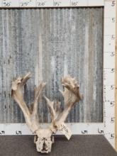 242" Whitetail Antlers On Skull
