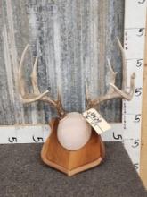 5x5 Whitetail Antlers On Plaque