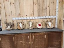 5 Sets Of Whitetail Antlers On Skulls & Plaques