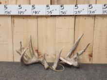 6x5 Whitetail Shed Antlers