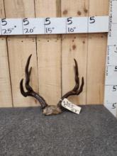 Freak Mule Deer Antlers On Skull Plate