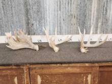 Group Of 3 Whitetail Shed Antlers