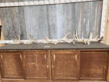 15.8 lbs Of Whitetail Shed Antlers & Cuts