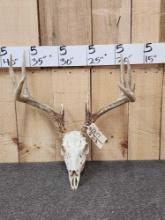 Main Frame 4x5 Whitetail Antlers On Skull