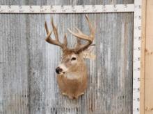 Main frame 4x5 Whitetail Shoulder Mount Taxidermy