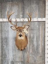 6x7 Whitetail Shoulder Mount Taxidermy