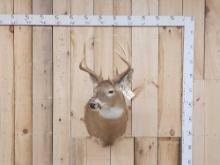 4x3 Whitetail Shoulder Mount Taxidermy