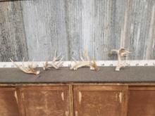 Group Of 4 Whitetail Shed Antlers