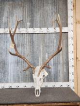 6x6 Elk Antlers On Skull
