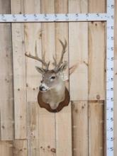 Nontypical Whitetail Shoulder Mount Taxidermy