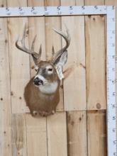 4x5 Whitetail Shoulder Mount Taxidermy