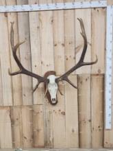 6x6 Elk Antlers On Plaque With Skull