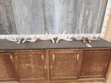 3 Sets Of Whitetail Shed Antlers