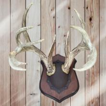 141" Wild Whitetail Antlers On Plaque