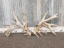 Heavy Mass Trophy Whitetail Shed Antlers