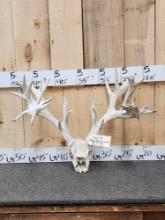 238" Whitetail Antlers On Skull