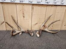 Big Wild Canadian 4x4 Whitetail Shed Antlers
