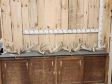 4 Consecutive Sets Of Whitetail Shed Antlers